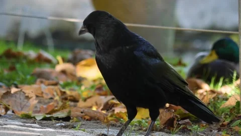 Close up raven Stock Footage 310626269