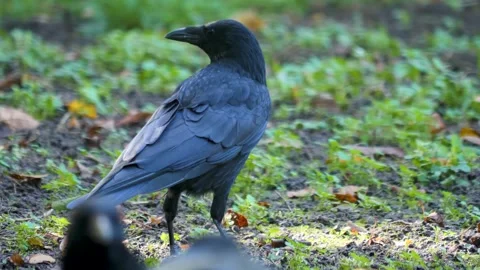 Close up raven Stock Footage 310626270