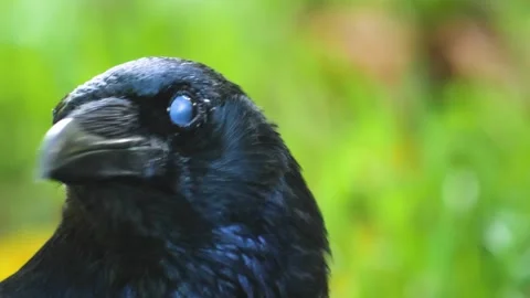 Close up raven Stock Footage 310626326