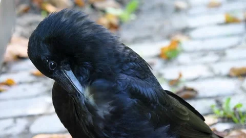 Close up raven Stock Footage 310626433