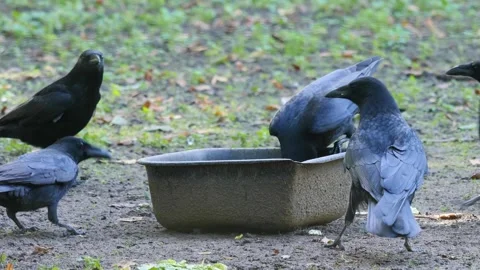 Close up raven Stock Footage 310626635