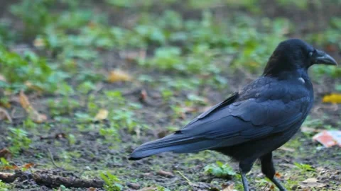 Close up raven Stock Footage 310630075