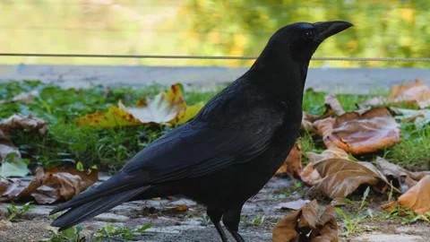 Close up raven Stock Footage 310630219