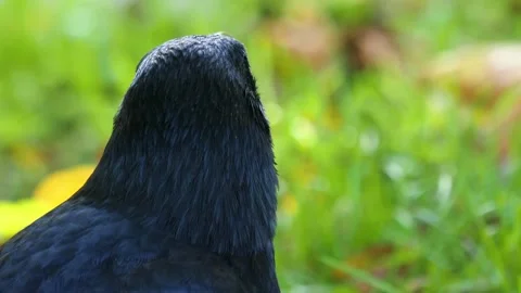 Close up raven Stock Footage 310630357