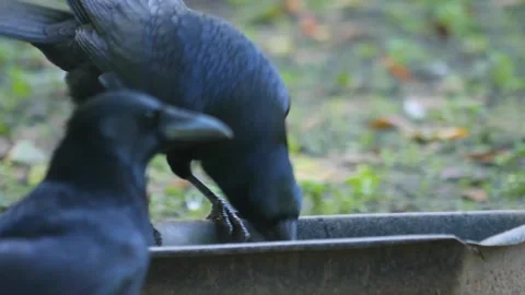 Close up raven Stock Footage 310630362