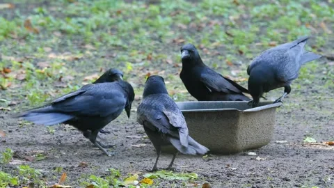 Close up raven Stock Footage 310630389