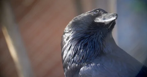 Close up of a raven head sitting down and looking around and than flying away on 库存影片 128991862