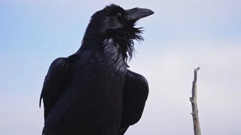 Close up of a raven as its beard blows in the breeze Vídeo Stock 293376270