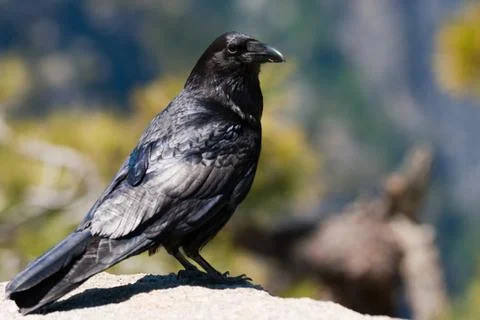 Close-up of a raven Stock Photos