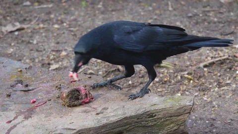 Close up of a raven scavenging. Stock Footage 265811809