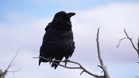 Close up of a raven shaking its feathers in slow motion Stock Footage 293376268