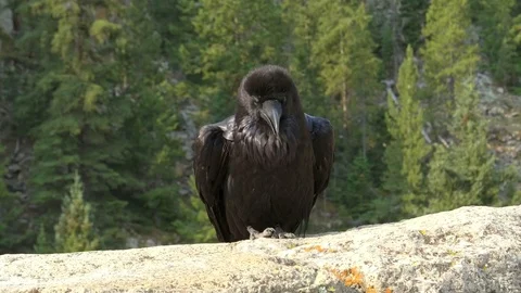 Close up of a raven in yellowstone 스톡 동영상 79822740