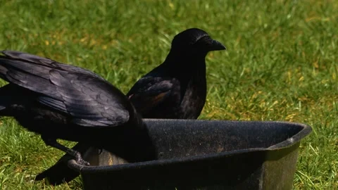 Close up of ravens eating Stock Footage 142742914