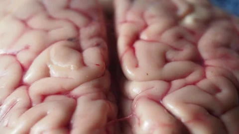 Close-up of a raw  animal brain Stock Footage 312026764