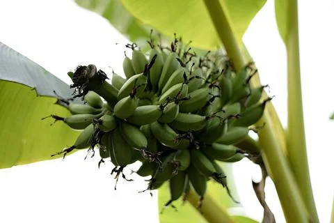 Close Up Of Raw Bananas Stock Photos