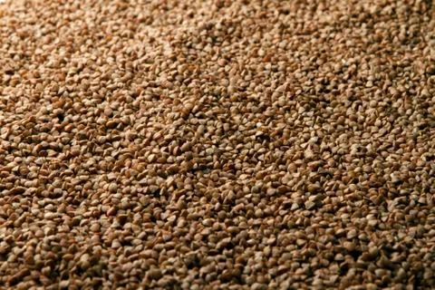 Close-up of raw buckwheat. Stock Photos