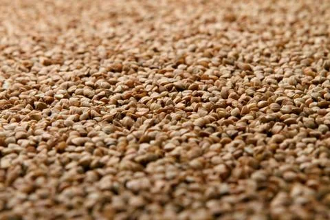 Close-up of raw buckwheat. Stock Photos
