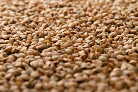 Close-up of raw buckwheat. Stock Photos