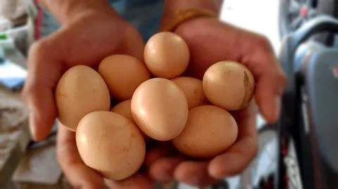 Close-up raw chicken egg group, spot focus on hand, and, cooking ingredients. Stock Photos