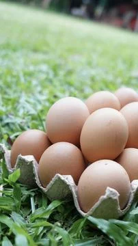 Close-up of raw chicken eggs in tray symbol of good nutrition , Fresh organic  库存照片