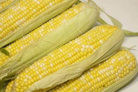 Close raw cobs of sweet corn against background. Ears of sweet corn with le.. Stock Photos
