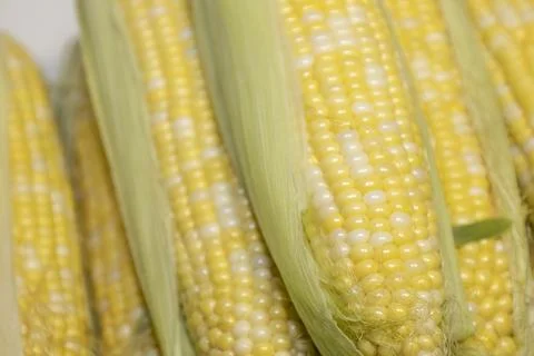 Close raw cobs of sweet corn against background. Ears of sweet corn with le.. Stock Photos