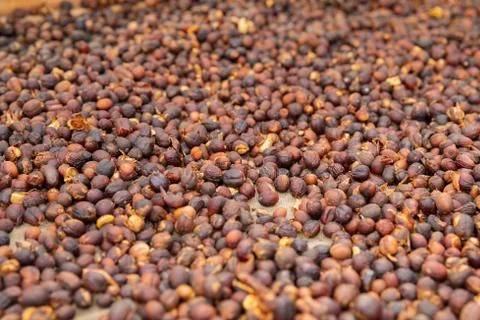 Close-up of Raw Coffee Beans Drying In Crate Stock Photos