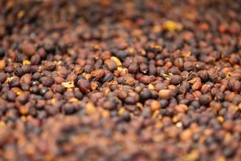Close-up of Raw Coffee Beans Drying In Crate Stock Photos