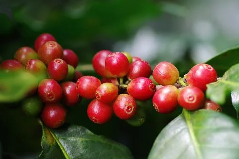 Close-up raw coffee beans or berries (cherries) grow in clusters 스톡 사진