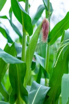 Close up raw corn field ready to harvest Stock-Fotos