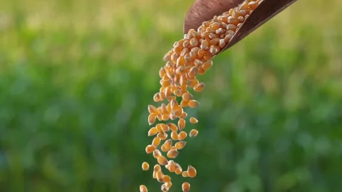 Close-up, raw corn grain falling in slow motion yellow dry corn seed falling Stock Footage 270466132