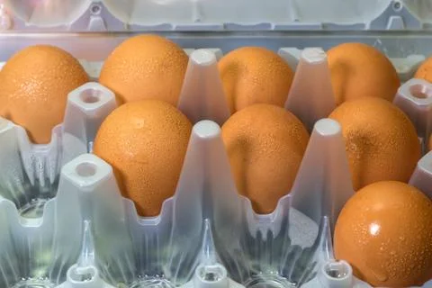 Close-Up in raw egg in a plastic tray Stock Photos