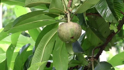 Close-up Raw Elephant Apple (Dillenia indica, Chalta) hanging on a tree twig. Stock Footage 320588152