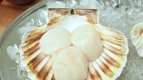 Close-up of Raw Fresh Scallops in shell on crushed ice on the table in 4K. Stock Footage 142671245