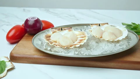 Close-up of Raw Fresh Scallops in shell on crushed ice on the table in 4K. Stock Footage 142671302