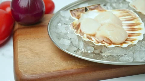 Close-up of Raw Fresh Scallops in shell on crushed ice on the table in 4K. Stock Footage 142671344