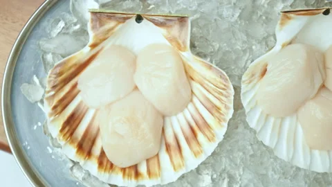 Close-up of Raw Fresh Scallops in shell on crushed ice on the table in 4K. Stock Footage 142671382