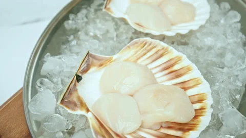 Close-up of Raw Fresh Scallops in shell on crushed ice on the table in 4K. Stock Footage 142671399