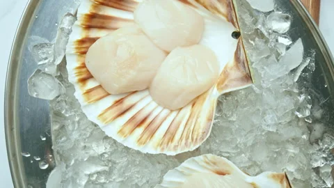 Close-up of Raw Fresh Scallops in shell on crushed ice on the table in 4K. Stock Footage 142671661