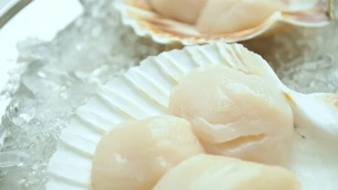 Close-up of Raw Fresh Scallops in shell on crushed ice on the table in 4K. Stock Footage 142671804