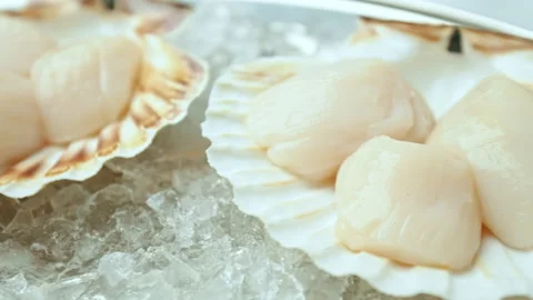 Close-up of Raw Fresh Scallops in shell on crushed ice on the table in 4K. Stock Footage 142671870