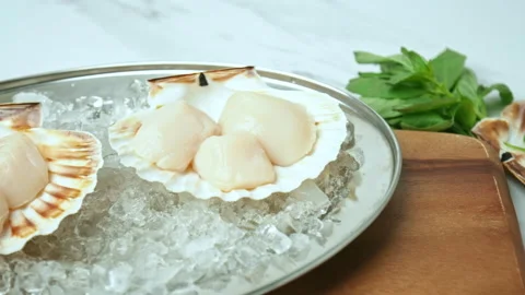 Close-up of Raw Fresh Scallops in shell on crushed ice on the table in 4K. Stock Footage 142671885