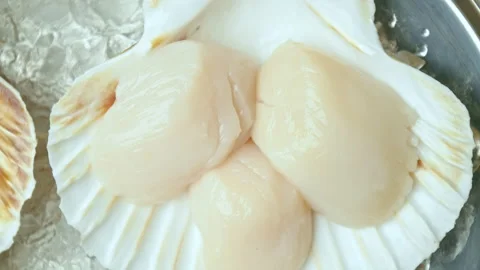 Close-up of Raw Fresh Scallops in shell on crushed ice on the table in 4K. Stock Footage 142671943