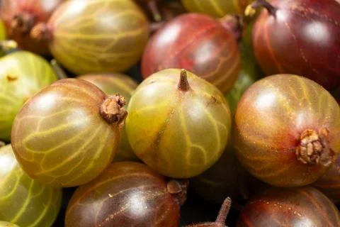 Close up of raw gooseberry pattern, healthy summer harvest concept Stock Photos
