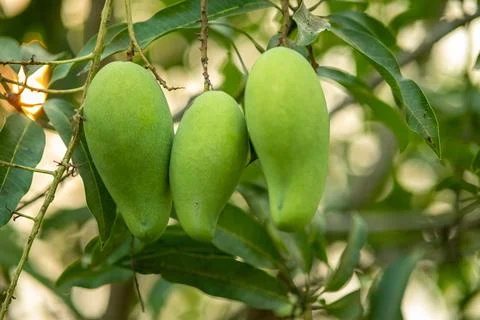 Close up raw green mango hanging on the tree, Green mango fruit is growing on a Stock Photos