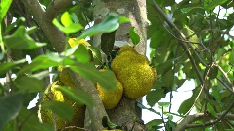 Close Up of Raw Jackfruit Hanging from the Tree Trunk in Tropical Orchard. Stock Footage 335790810