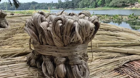 Close Up Of Raw Jute Fiber Bundle Placed Over Jute Sticks To Drain Water Stock Footage 341068560