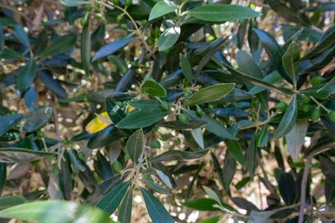 Close up of raw Koroneiki olive tree branch on Crete island Stock-Fotos