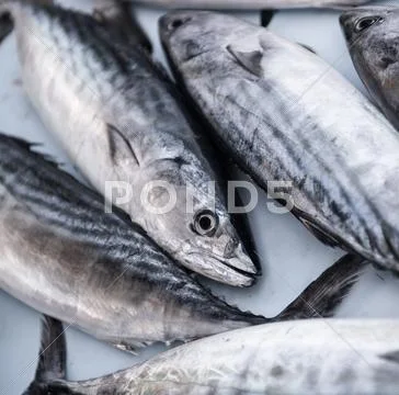 Close-up of raw mackerel Stock Photos