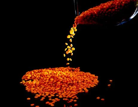 Close up of Raw Masur dal or masoor lentils or pink lentils in a black colore Stock Photos